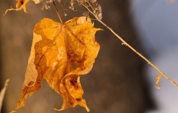 Картинка природа листья осень ветка макро