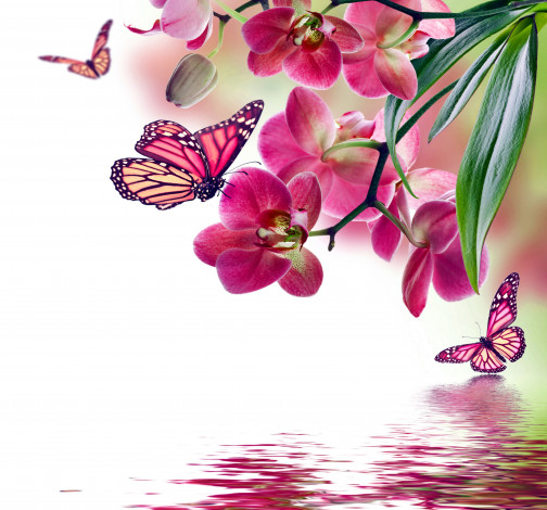 Обои картинки фото разное, компьютерный дизайн, бабочки, цветы, орхидея, butterflies, beautiful, flowers, reflection, water, pink, orchid