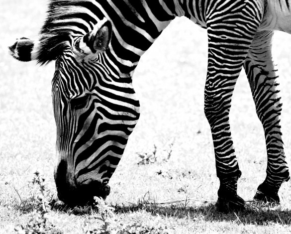Обои картинки фото животные, зебры, чёрно-белая, зебра