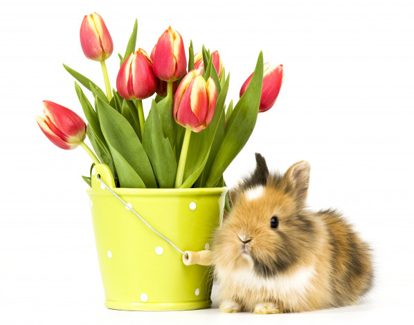 Обои картинки фото животные, кролики,  зайцы, фон, ведро, цветы, кролик