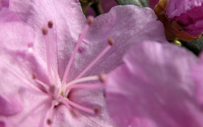 Обои картинки фото цветы, рододендроны , азалии, весна, макро, розовый, нежность, цветок