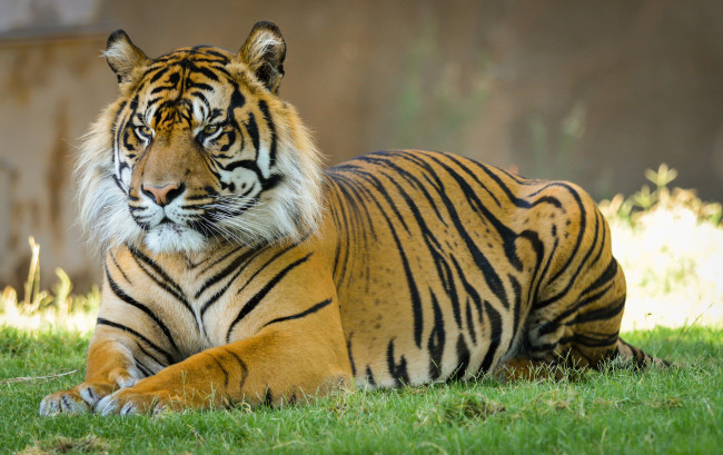 Обои картинки фото животные, тигры, трава, суматранский, кошка, тигр