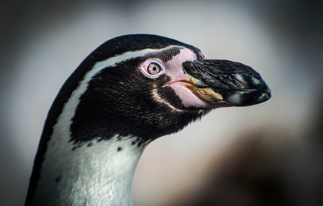 Обои картинки фото © michael turner, животные, пингвины, профиль, птица, клюв