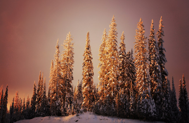 Обои картинки фото природа, зима, свет, снег, ели