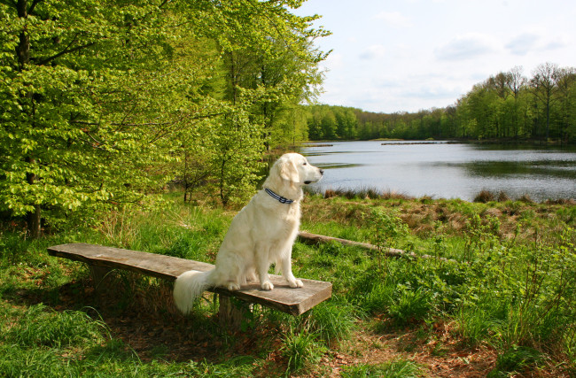 Обои картинки фото животные, собаки, собака, скамейка, трава, река