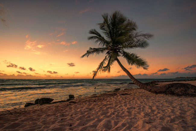 Обои картинки фото природа, тропики, горизонт, песок, пальма, пляж, океан
