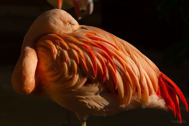 Обои картинки фото животные, фламинго, розовый, дремлет, птица