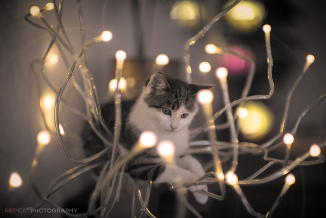 Обои картинки фото животные, коты, свет, лампочки, малыш, мордочка, котенок