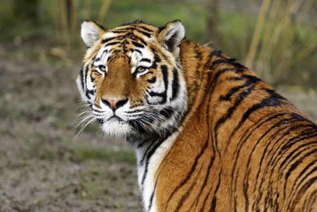 Обои картинки фото животные, тигры, кошка, амурский, морда, тигр, взгляд