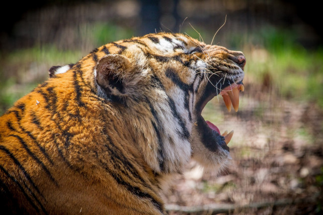 Обои картинки фото животные, тигры, мех, клыки, пасть, зевает, профиль, морда, кошка