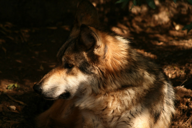 Обои картинки фото животные, волки,  койоты,  шакалы, лежит, рыжий, зверь