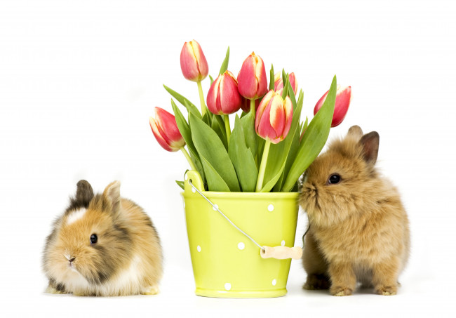 Обои картинки фото животные, кролики,  зайцы, два, кролика, тюльпаны, цветы, красота, ваза, фон