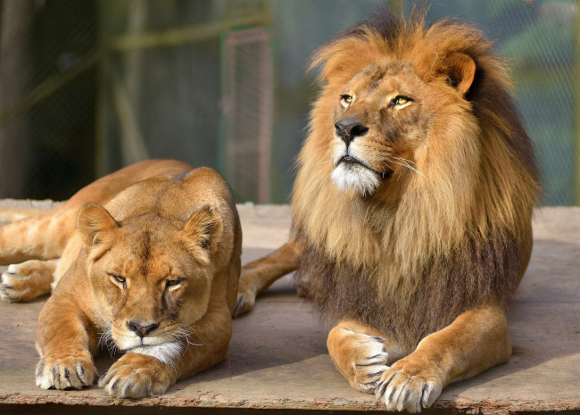 Обои картинки фото животные, львы, взгляд, отдых, пара, львица, кошка, лев