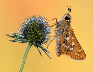 Картинка животные бабочки +мотыльки +моли макро бабочка крылья утро фон роса капли хоботок