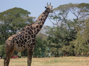 Картинка животные жирафы деревья небо жираф