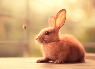 обоя животные, кролики,  зайцы, бабочка, кролик, заяц