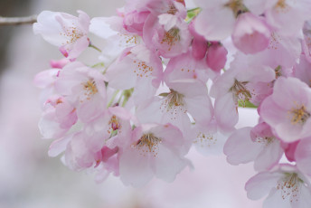 Картинка цветы сакура +вишня макро нежность