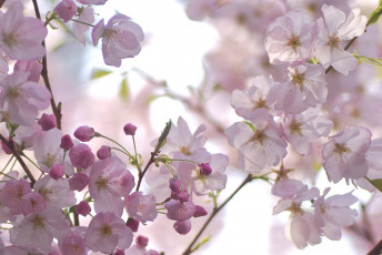 Картинка цветы сакура +вишня нежность макро