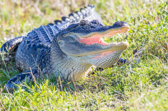 Картинка alligator животные крокодилы аллигатор