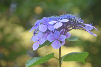 Картинка цветы гортензия фиолетовые
