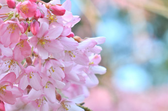 Картинка цветы сакура +вишня розовая нежность
