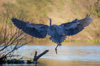 Картинка животные цапли +выпи цапля озеро крылья полёт