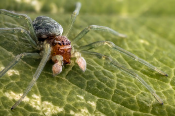Картинка животные пауки лист паук макро
