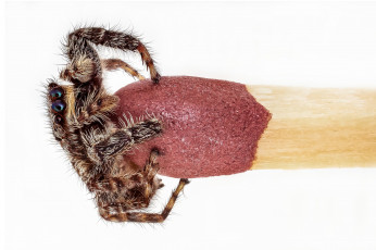 Картинка животные пауки макро спичка паук фон