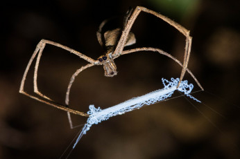 Картинка животные пауки травинка сеть паук макро ловушка паутина фон насекомое