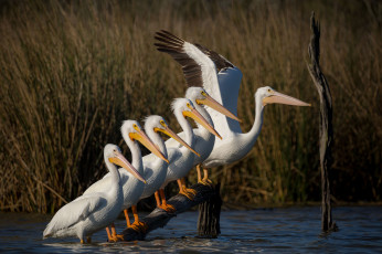 Картинка животные пеликаны озеро птицы бревно группа