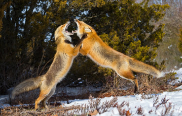 Картинка животные лисы лиса зима снег драка