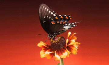 Картинка животные бабочки +мотыльки +моли утро фон макро бабочка цветок насекомое
