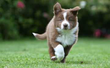 Картинка животные собаки пёс трава гуляет щенок хаски