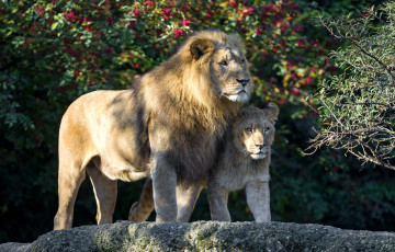 Картинка животные львы львенок сын отец лев