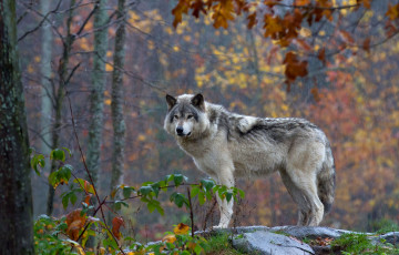 обоя животные, волки,  койоты,  шакалы, волчара