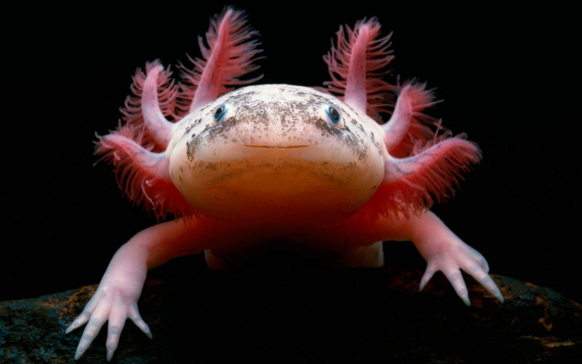 Обои картинки фото животные, - другое, axolotl, мексиканская, саламандра, аксолотль