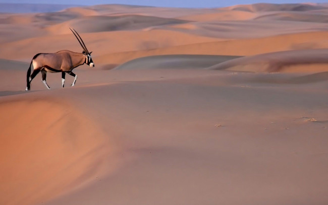 Обои картинки фото животные, антилопы, oryx, пустыня