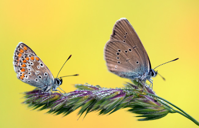 Обои картинки фото животные, бабочки,  мотыльки,  моли, макро, крылья, усики, травинка, жёлтый, фон