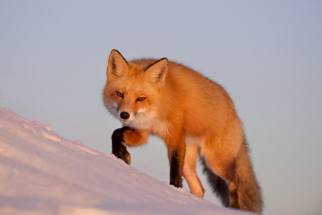 Обои картинки фото животные, лисы, взгляд, лиса, снег