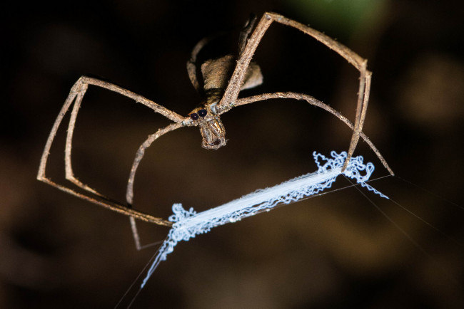 Обои картинки фото животные, пауки, травинка, сеть, паук, макро, ловушка, паутина, фон, насекомое