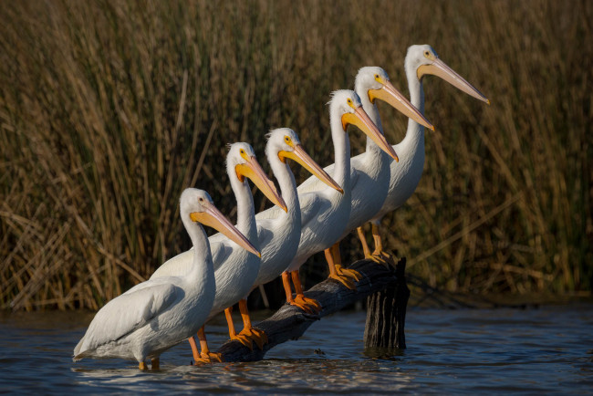 Обои картинки фото животные, пеликаны, птицы, группа, бревно, озеро
