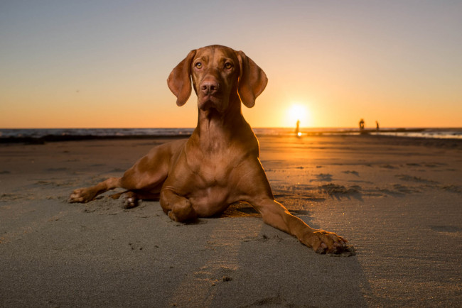 Обои картинки фото животные, собаки, рассвет, пляж, пес