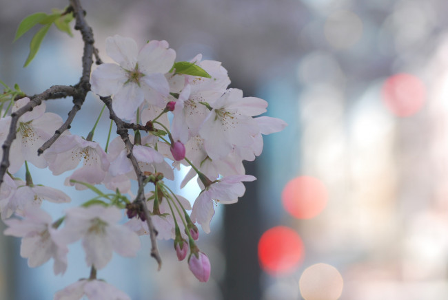 Обои картинки фото цветы, сакура,  вишня, макро, нежность