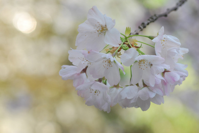 Обои картинки фото цветы, сакура,  вишня, нежность, макро