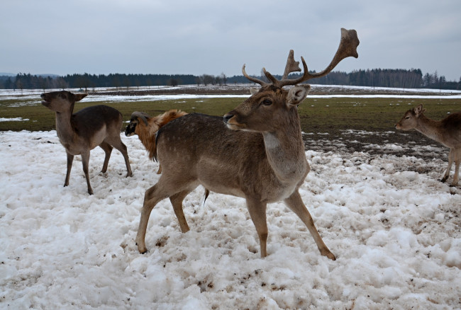 Обои картинки фото животные, олени, зима