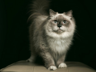 Картинка животные коты взгляд кошка пушистая