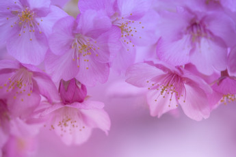 Картинка цветы сакура +вишня макро весна цветение лепестки цветки вишня