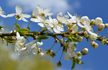 Картинка цветы сакура +вишня макро вишня весна цветение цветки ветка