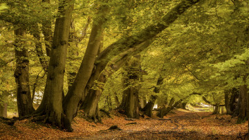 Картинка природа дороги пейзаж осень дорога деревья