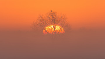 Картинка природа восходы закаты дерево туман утро